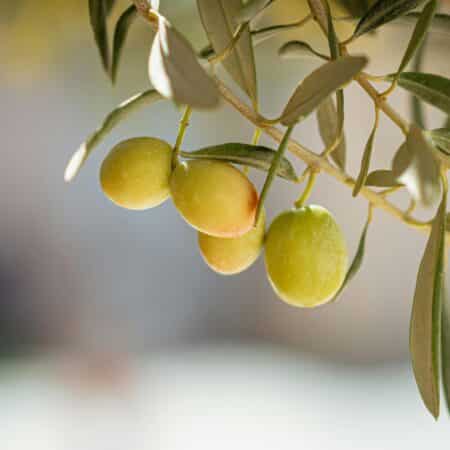 Rohseife Gießseife Olivenöl 1 kg (SLS-Frei):